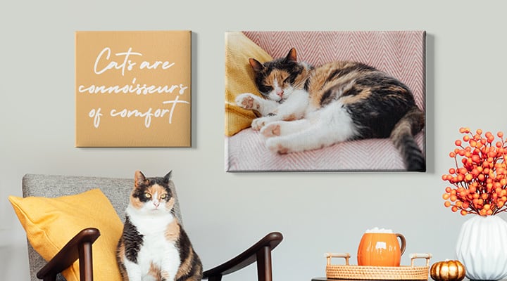 Cat wall canvas pictures