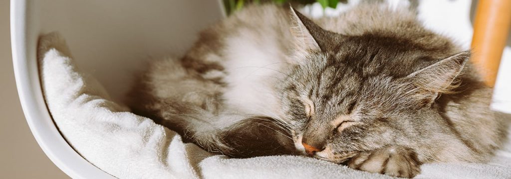 A cat on a chair sleeping